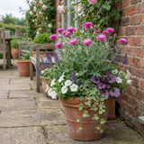 Set of 3 or 6 Centaurea Dealbata Bright Rose Persian Cornflower Plants, Hardy Cottage Garden Perennial, Outdoor Garden Ready, 1 Litre Root-Ball