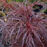 1 Sambucus Nigra Laced Up Plant, Ornamental Elderberry Hardy Perennial Shrub, 19cm Root-Ball