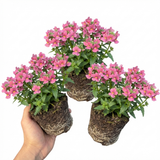 Set of 3 or 6 Large Plants - Nemesia Nuvo Rose, Ready to Plant in Your Garden