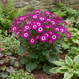 1 Senetti Magenta Bicolour Pericallis Plant, Vibrant Summer Bedding Flowers, 17cm Root-Ball