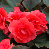 1 Begonia Solenia Dark Pink Flowering Plant, Summer Garden Ready, 17cm Root Ball