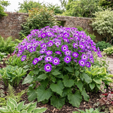 1 Senetti Violet Bicolour Pericallis Plant, Summer Flowering Patio Ready, 6.5 Litre Root Ball