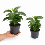 Coffea Arabica Coffee Plant, Indoor Houseplant, 12cm 1 Litre Pots