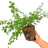 Ceanothus Repens