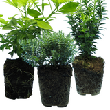 Evergreen Shrub - Euonymus, Choysia, Hebe