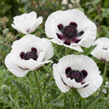 Set of 3 or 6 Papaver Orientale Royal Wedding Plants, Hardy White Oriental Poppy Perennial, 1 Litre Root Ball