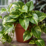 Variegated Pothos Epipremnum Aureum, Easy Care Indoor Houseplant, 12cm 1 Litre Pots