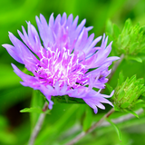 Stokesia Mel's Blue