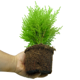 Set of 3 or 6 Container Middles Plants - Cupressus Wilma, Cordyline Red Star & Hebe Varigata