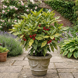 1 Aucuba Japonica Crotonifolia Gold Dust Spotted Laurel, Hardy Evergreen Shade Shrub, 7.5L Root-Ball