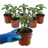 Set of 3 or 6 Large Chilli Pepper Plants - Zimbabwe Black, Ready to Plant in Your Garden