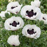 Set of 3 or 6 Papaver Orientale Royal Wedding Poppy Plants, Hardy Perennial, Outdoor Garden Ready, 1 Litre Root-Ball