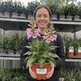 1 Digitalis Hanabee Pink Foxglove, Compact Bee Friendly Perennial Plant, Garden Ready, 3 Litre Root Ball