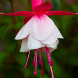 Fuchsia Alice Hoffman