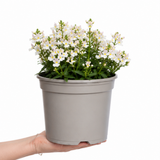 1 Large Plant - Nemesia Lady Mary, Ready to Plant in Your Garden, 5L Pot