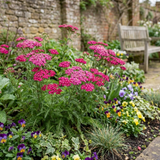Set of 3 or 6 Achillea Millefolium Cerise Queen Plants, Hardy Pink Yarrow, Summer Flowering Perennial, Outdoor Garden Ready, 1 Litre / 11cm Root-Ball