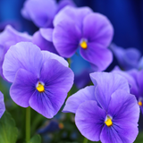Upright Pansy Delta Pro Clear Light Blue
