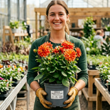 1 Large Plant - Dahlia Maggiore Fun Flame, Ready to Plant in Your Garden, 3L Pot