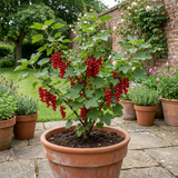 1 Redcurrant Jonkheer Van Tets Fruit Bush, Hardy Outdoor Garden Ready, 2 Litre Root Ball