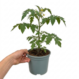 1 Consuelo Cherry Tomato Plant, High Yield Live Vegetable, Outdoor Garden Ready, 2 Litre Root Ball