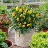 1 Sweet Pepper Live Plant, Snack Yellow Variety, Grow Your Own Peppers, Patio Garden Ready, 2 Litre Root Ball