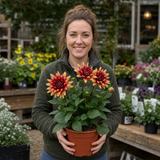 1 Large Plant - Dahlia Maggiore Fun Fire, Ready to Plant in Your Garden, 3L Pot