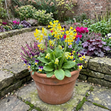 Set of 3 or 6 Primula Veris Yellow Cowslip Primrose Plants, Hardy Perennial, Spring Flowering, Outdoor Garden Ready, 1 Litre Root-Ball