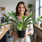 1 Staghorn Fern Platycerium Bifurcatum, Exotic Indoor Tropical Houseplant, Live Plant, 2 Litre Root Ball