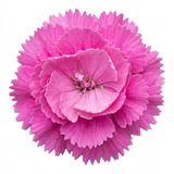 1 Cottage Pink Dianthus Pink Celebration, Fragrant Hardy Perennial Outdoor Garden Plant, 5L Root-Ball