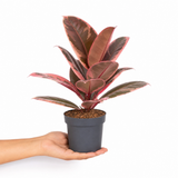 Rubber Plant Ficus Belize Pink, Easy Care Indoor Houseplant, 12cm 1 Litre Pots