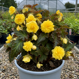 1 Large Plant - Begonia Non Stop Mocca Yellow, Outdoor Garden Ready, 5L Pot