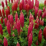 Lupin Legendary Red Shades