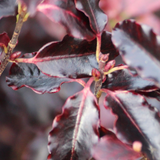 Pittosporum Tom Thumb