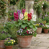 Set of 3 or 6 Hollyhock Growers Mix Hardy Cottage Garden Perennial Plants, Bee Friendly, Outdoor Garden Ready, 1 Litre Root-Ball