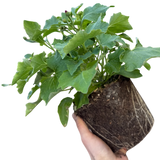 1 Large Bedding Plant - Senetti Magenta, Outdoor Garden Ready, 2L Pot