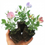 Set of 3 or 6 Large, Garden Ready Plants - Sweet Pea Little Sweetheart Mix, 10.5 cm