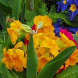 Polyanthus Orange