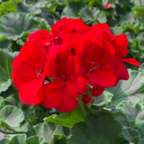 Geranium Toscana Senna