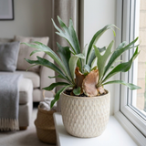 1 Staghorn Fern Platycerium Bifurcatum, Exotic Indoor Tropical Houseplant, Live Plant, 2 Litre Root Ball