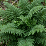 Set of 3 or 6 Soft Shield Fern Polystichum Plumosum Densum Plants, Hardy Evergreen Perennial, 1 Litre Root Ball