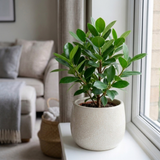 1 Ficus Moclame Indian Laurel Fig, Tropical Indoor Houseplant, Statement Plant, 5 Litre Root-ball