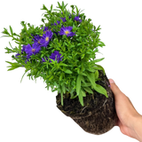 Aster Alpha Dark Purple Space