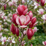 Magnolia Tulip