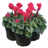 Cyclamen Silver Leaf Salmon 10.5cm