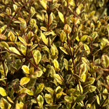 1 Large Plant – Lophomyrtus ‘Golden Dragon’, Ready to Plant in Your Garden