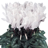 Cyclamen Flame White