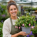 1 Large Plant - Fuchsia Bush Patio Princess, Outdoor Garden Ready, 5L Pot