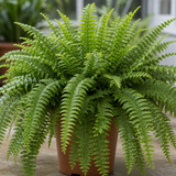Boston Fern Nephrolepis, Pet-Safe Air Purifying Indoor Houseplant, 1 Litre Pots