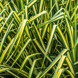 Carex Everglow