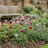 Set of 3 or 6 Knautia Macedonica Melton Pastels Plants, Bee-Friendly Hardy Perennial Scabious, Summer Flowering, 11cm or 1L Root Ball